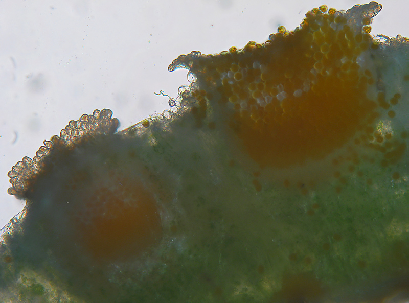 Puccinia sp. su Adenostyles